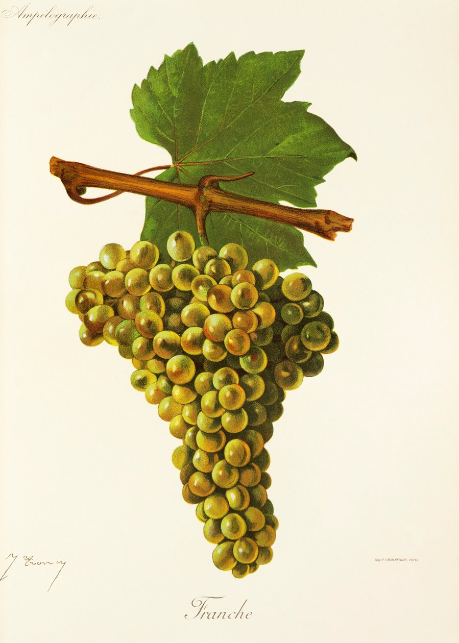 Uva Franche por J. Troncy de Jules Troncy