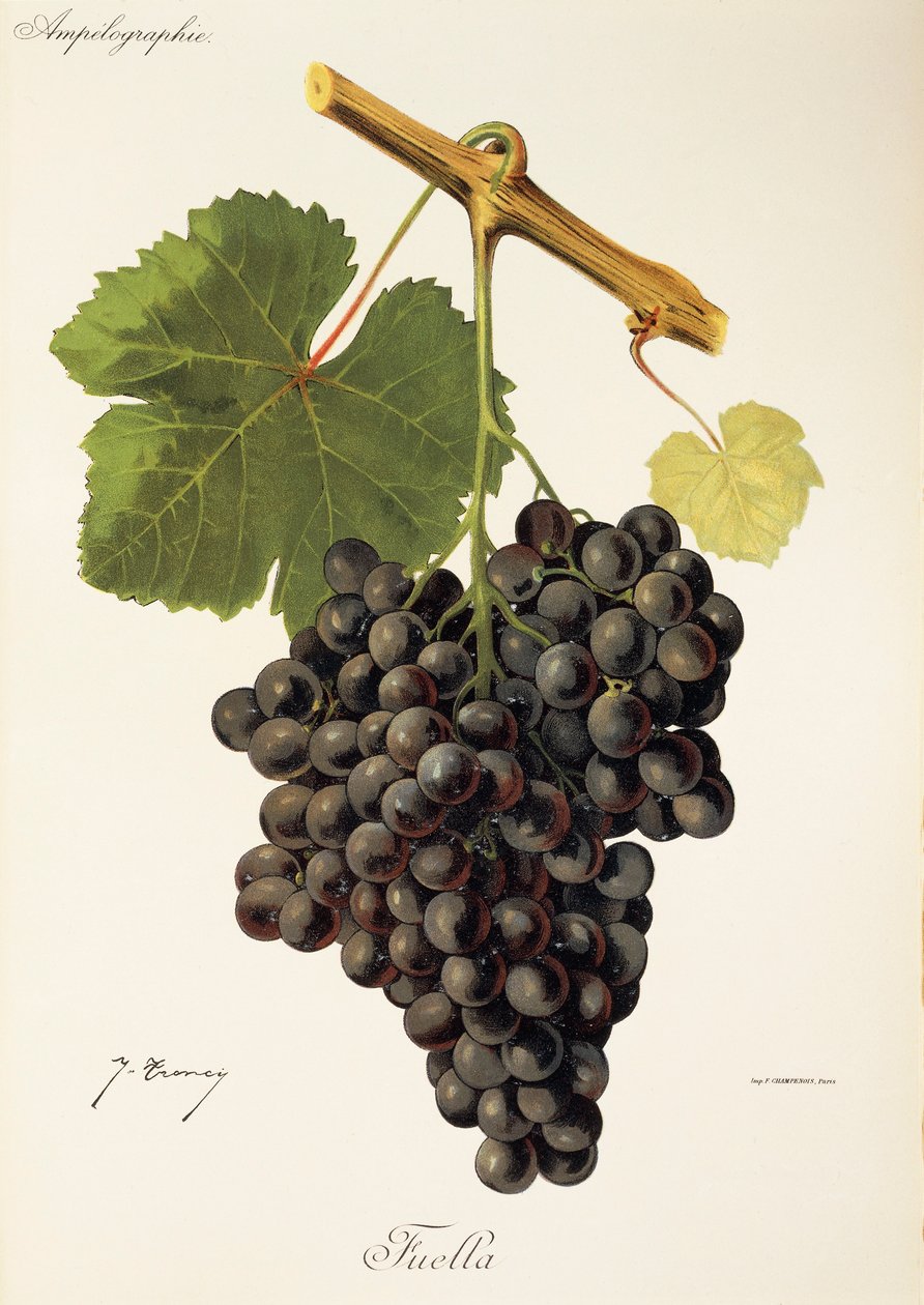 Uva Fuella por J. Troncy de Jules Troncy