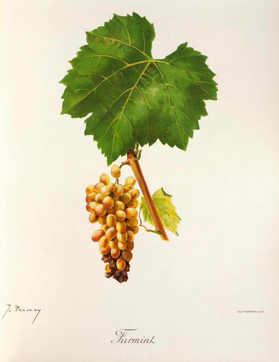 Uva Furmint por J. Troncy de Jules Troncy