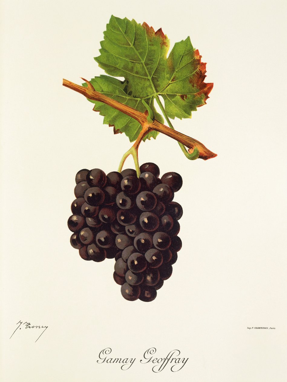 Uva Gamay Geoffray de J. Troncy de Jules Troncy