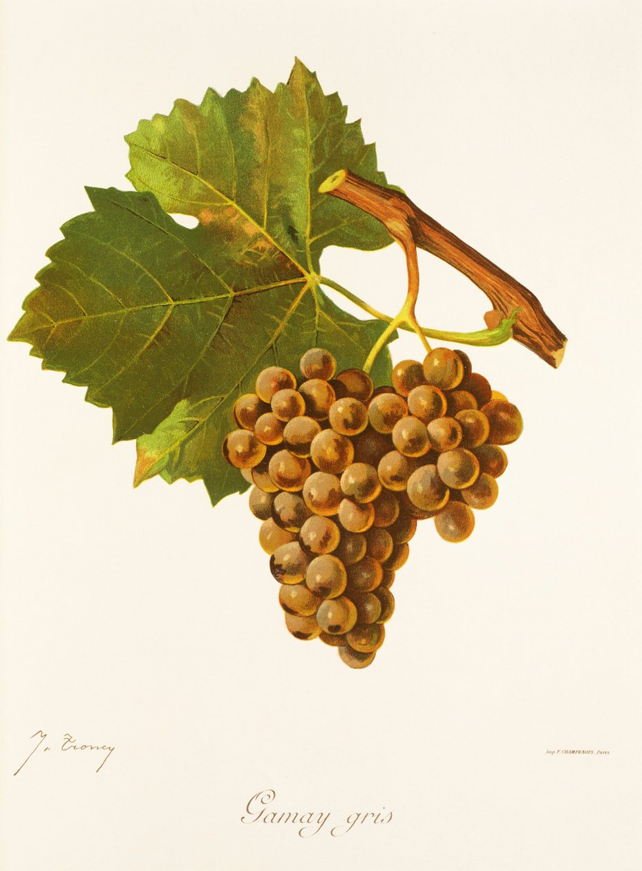 Uva Gamay Gris por J. Troncy de Jules Troncy