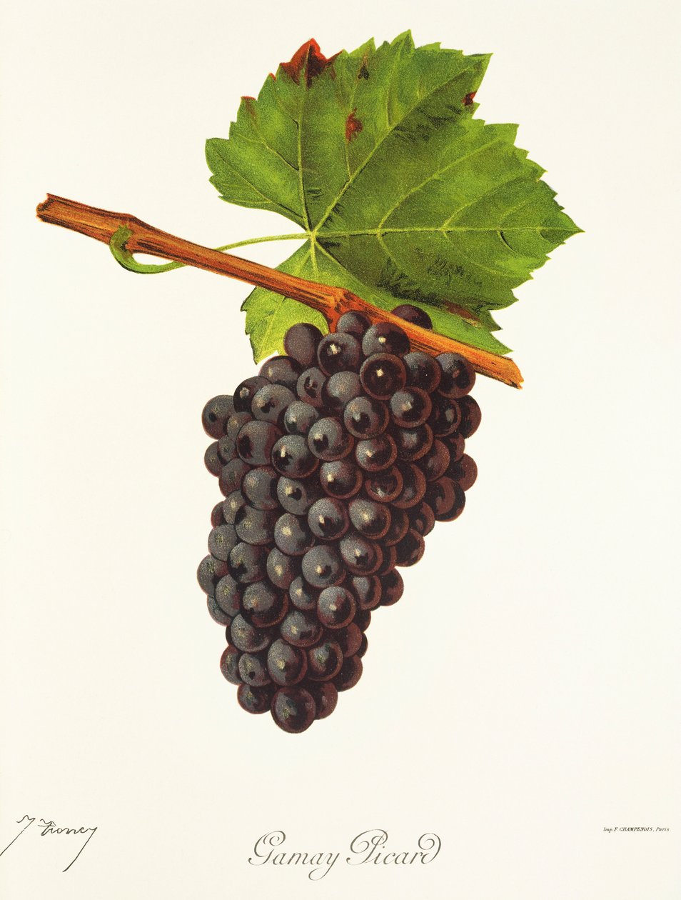 Uva Gamay Picard por J. Troncy de Jules Troncy