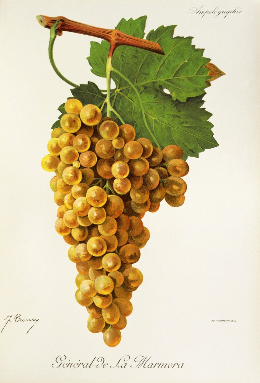 Uva General de la Marmora por J. Troncy de Jules Troncy