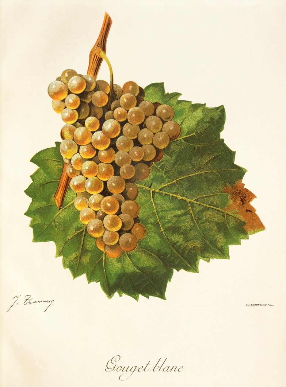 Uva Gouget Blanc de J. Troncy de Jules Troncy
