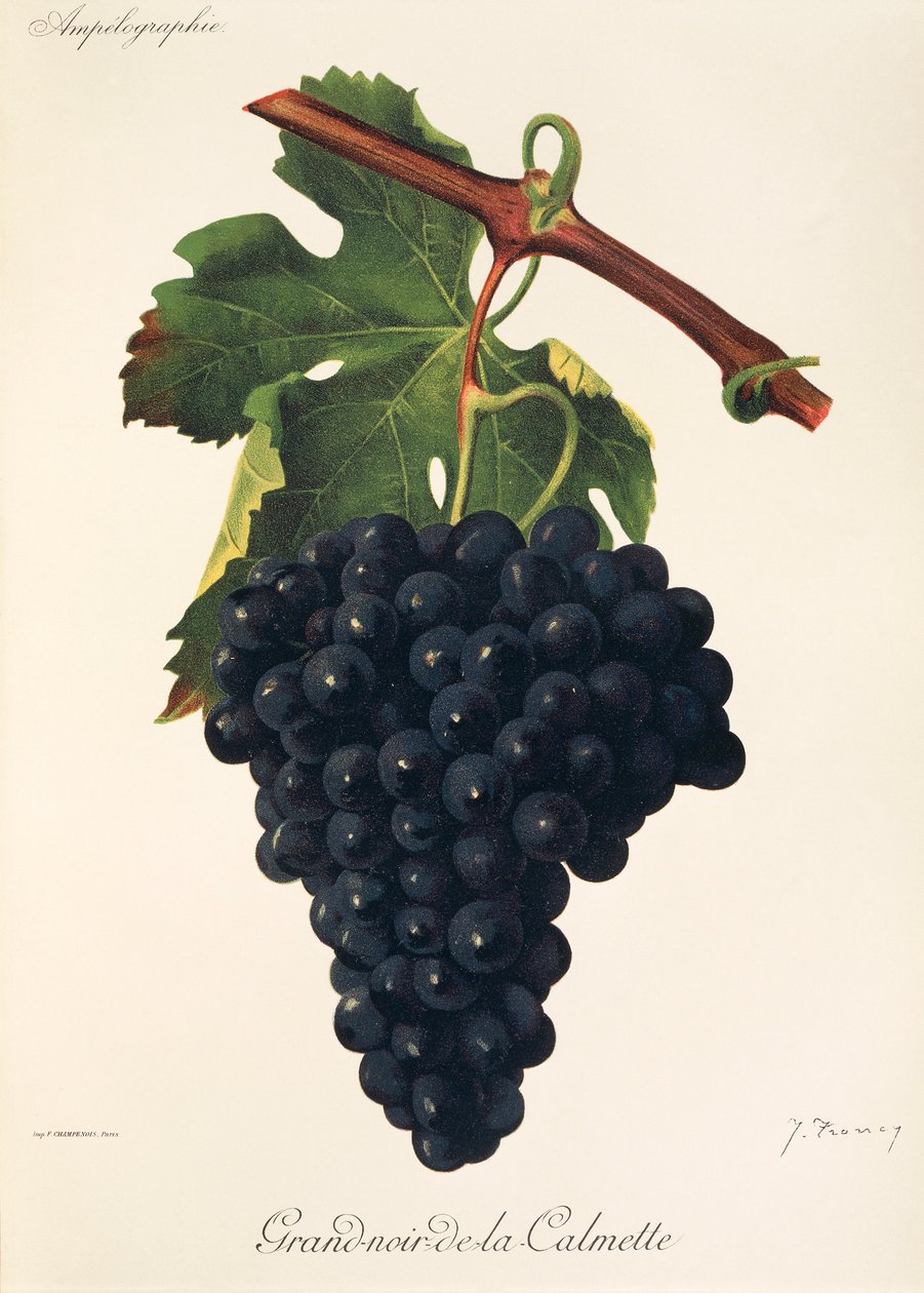 Uva Grand-Noir-de-la-Calmette por J. Troncy de Jules Troncy