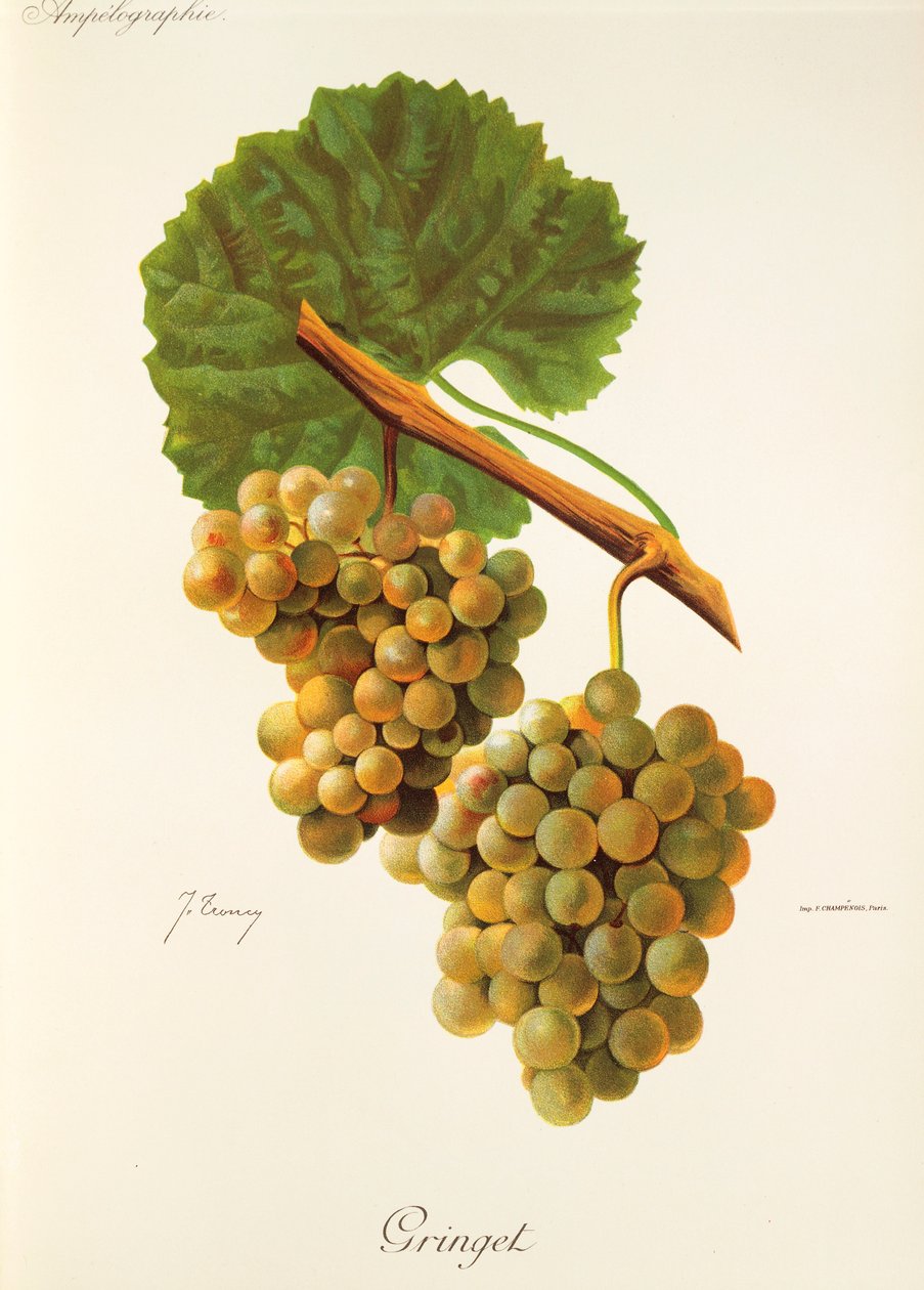 Uva Gringet por J. Troncy de Jules Troncy