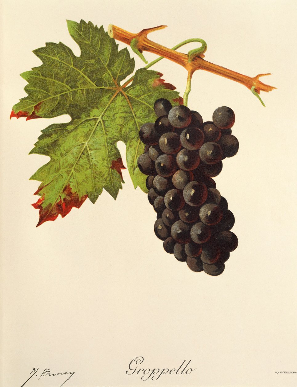 Uva Groppello por J. Troncy de Jules Troncy