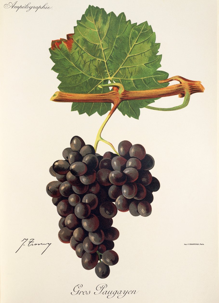Uva Gros Paugayen de J. Troncy de Jules Troncy