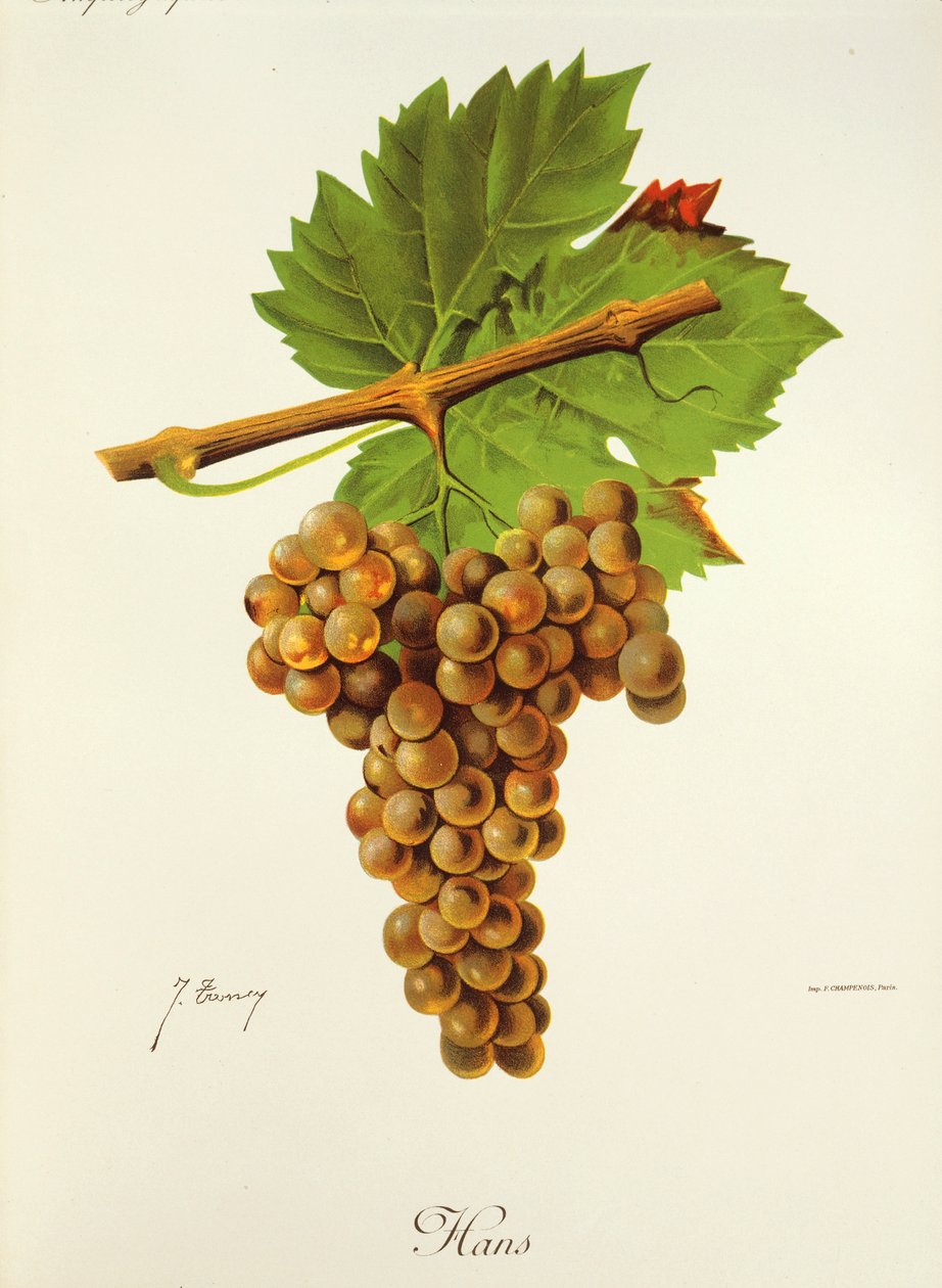 Uva Hans por J. Troncy de Jules Troncy