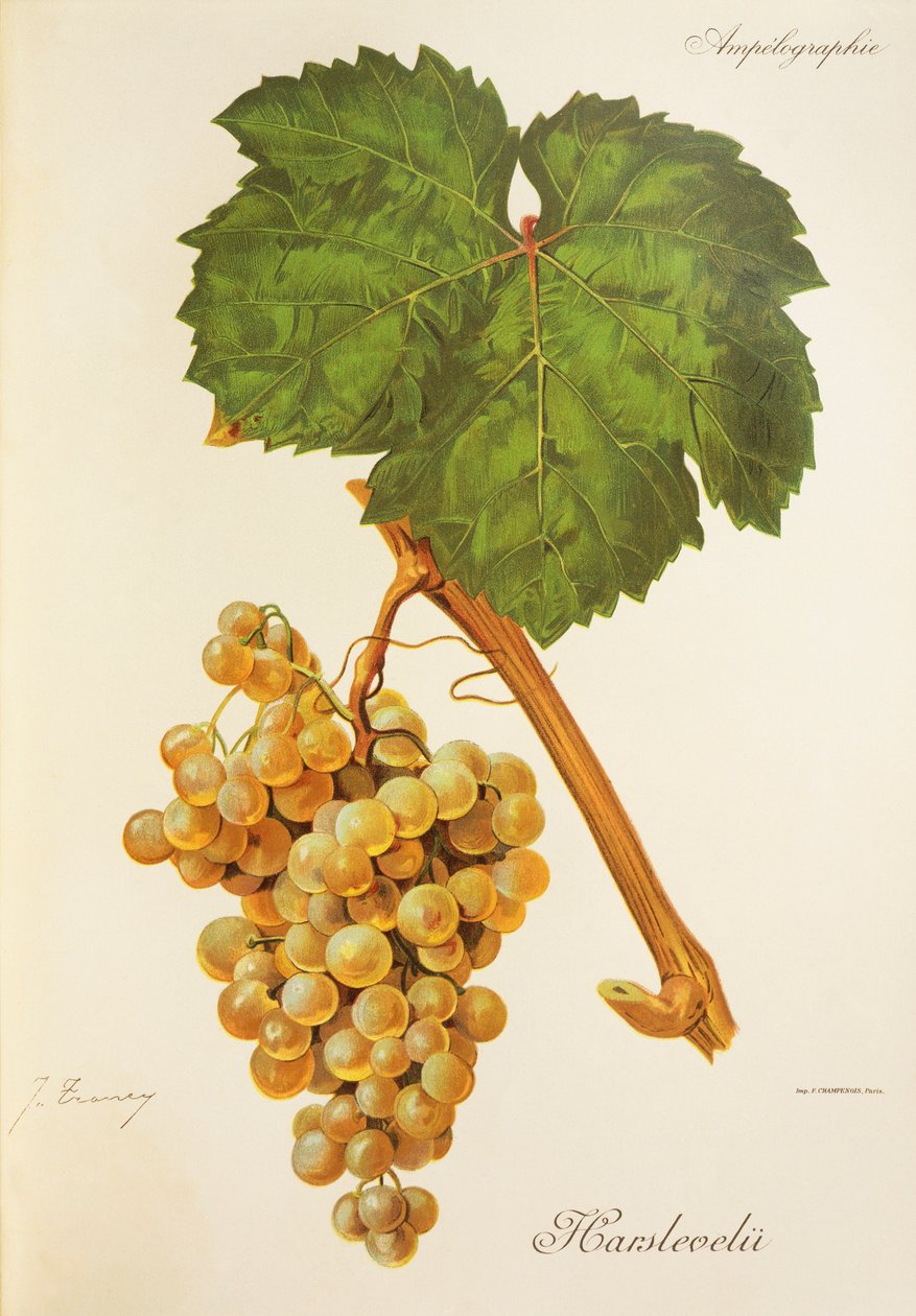 Uva Harslevelu de J. Troncy de Jules Troncy