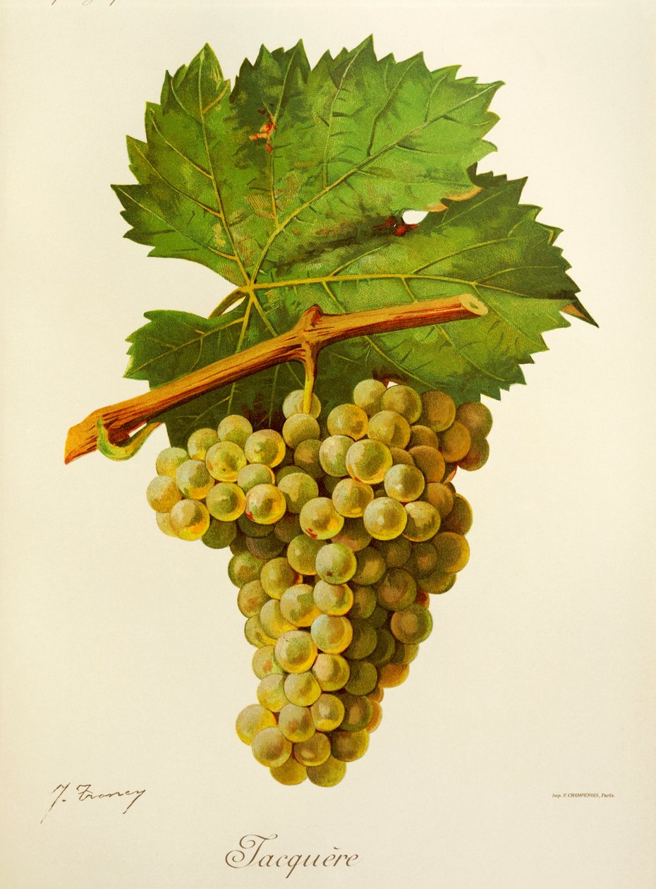 Uva Jacquere de J. Troncy de Jules Troncy