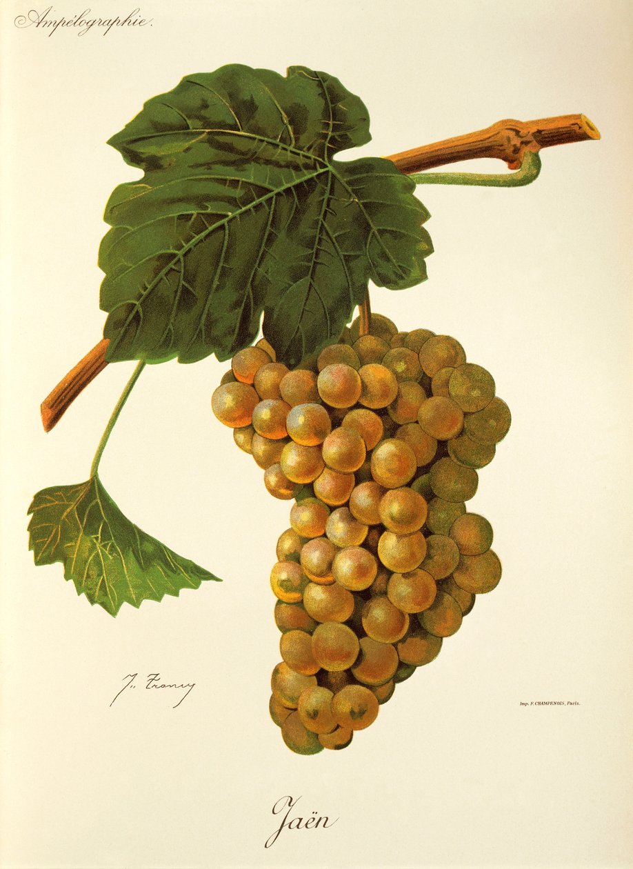 Uva de Jaén por J. Troncy de Jules Troncy