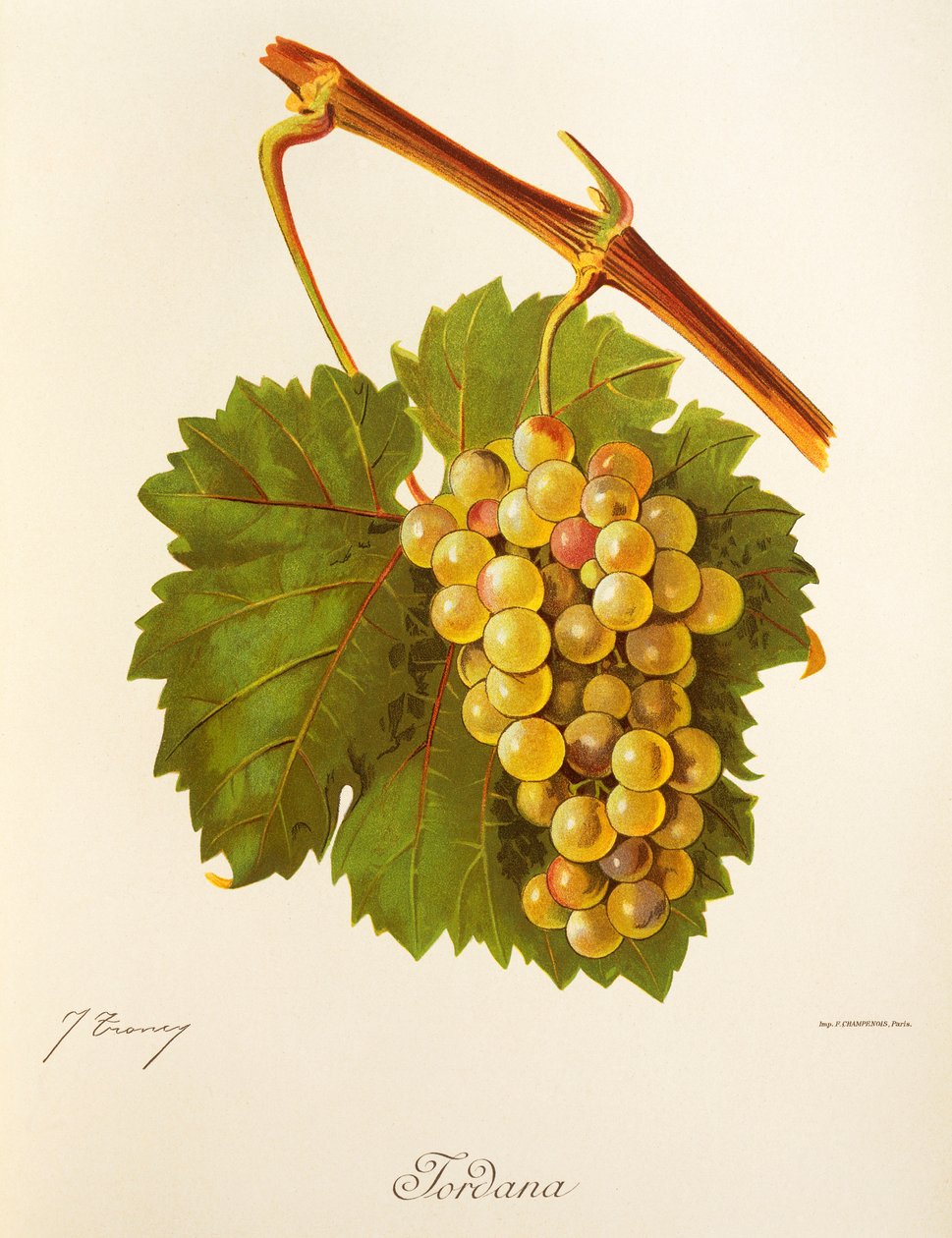 Uva Jordana de J. Troncy de Jules Troncy