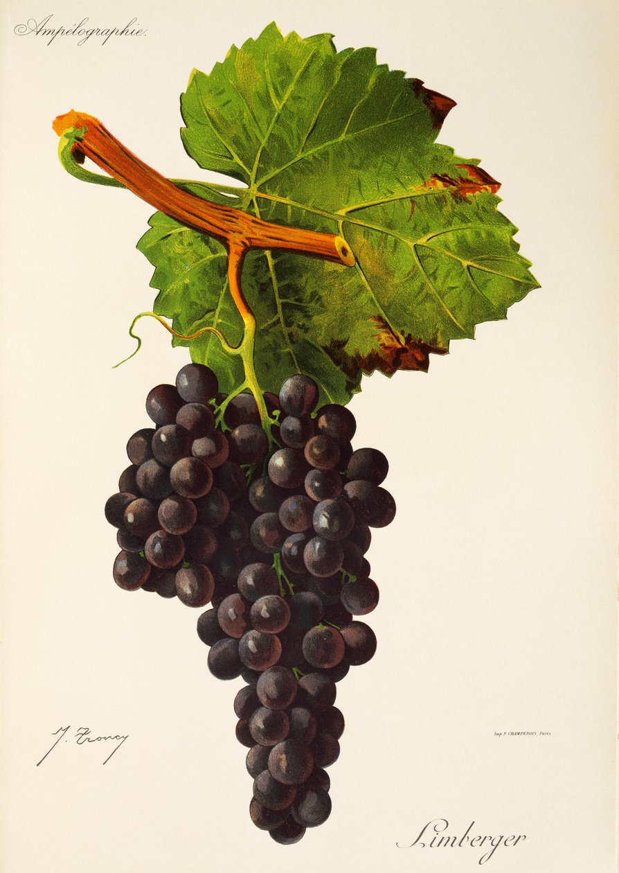 Uva Limberger por J. Troncy de Jules Troncy
