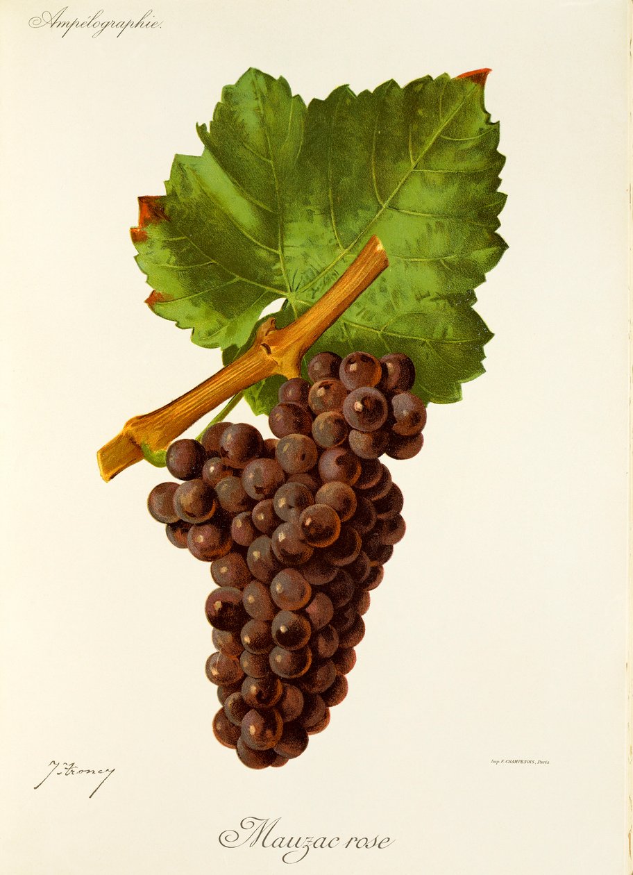 Uva rosa de Mauzac por J. Troncy de Jules Troncy
