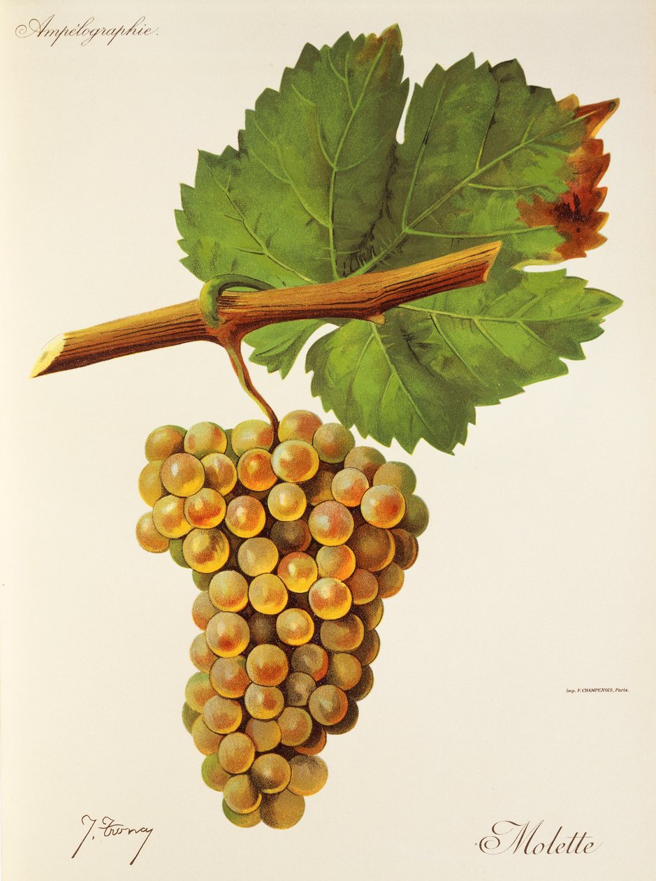 Uva Molette de J. Troncy de Jules Troncy