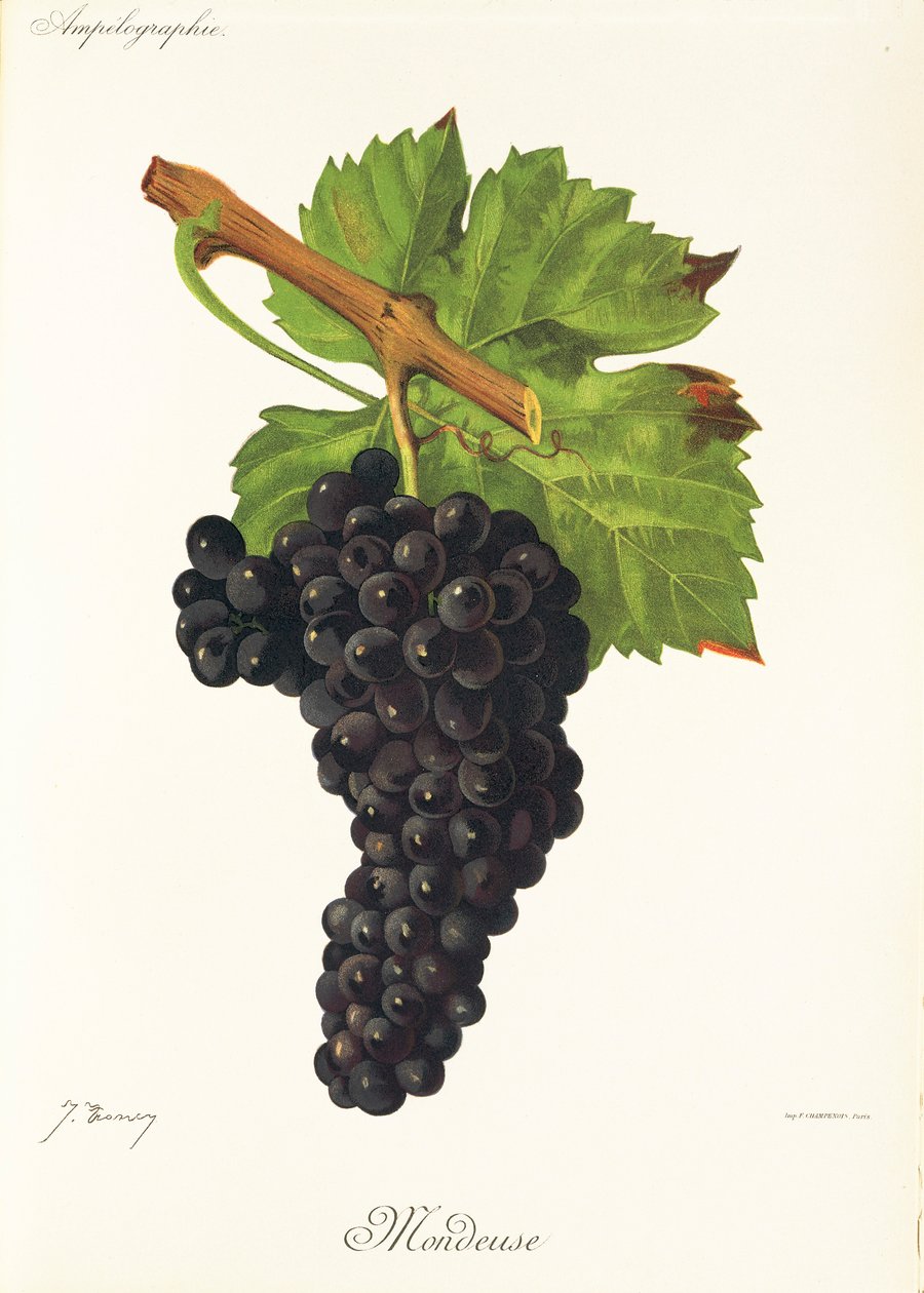 Uva Mondeuse de J. Troncy de Jules Troncy