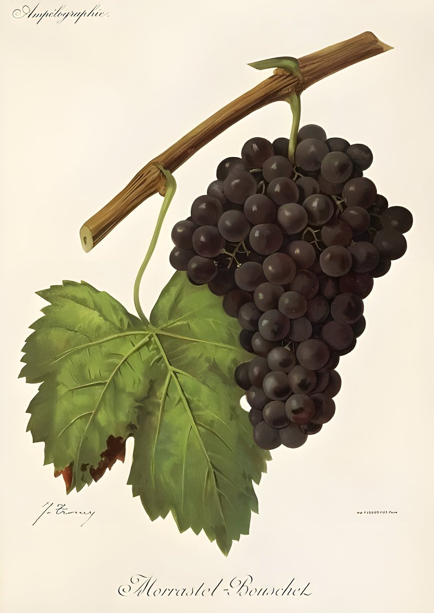 Morrastel Bouschet de Jules Troncy