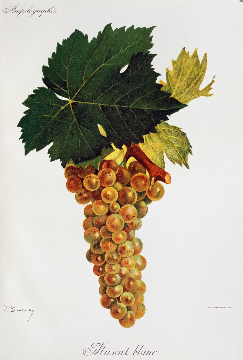 La uva blanca Moscato (Muscat blanc) por Jules Troncy de Ampelographie, Traite general de viticulture (Ampelografía, Tratado general de viticultura), vol. III, por Pierre Viala (1859-1936) y Victor Vermorel (1848-1927), París de Jules Troncy