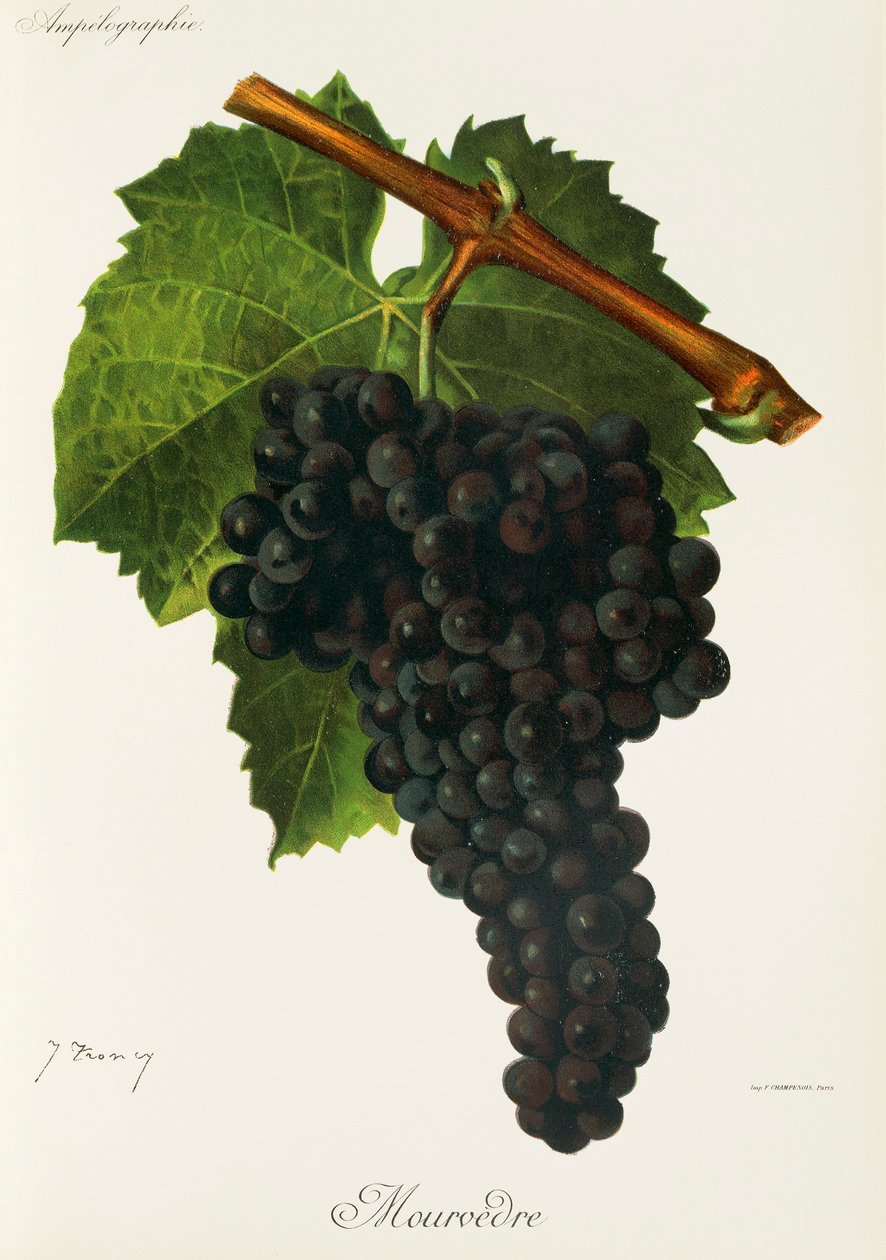 Uva Mourvedre por J. Troncy de Jules Troncy