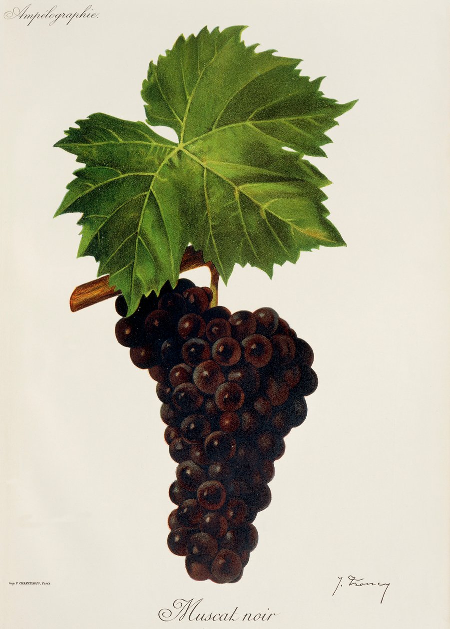Uva Moscatel Noir por J. Troncy de Jules Troncy