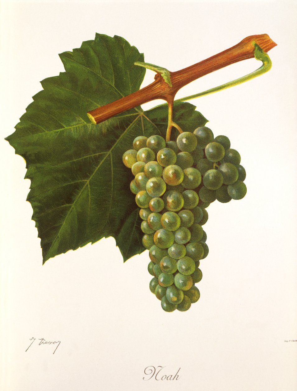 Uva de Noé por J. Troncy de Jules Troncy
