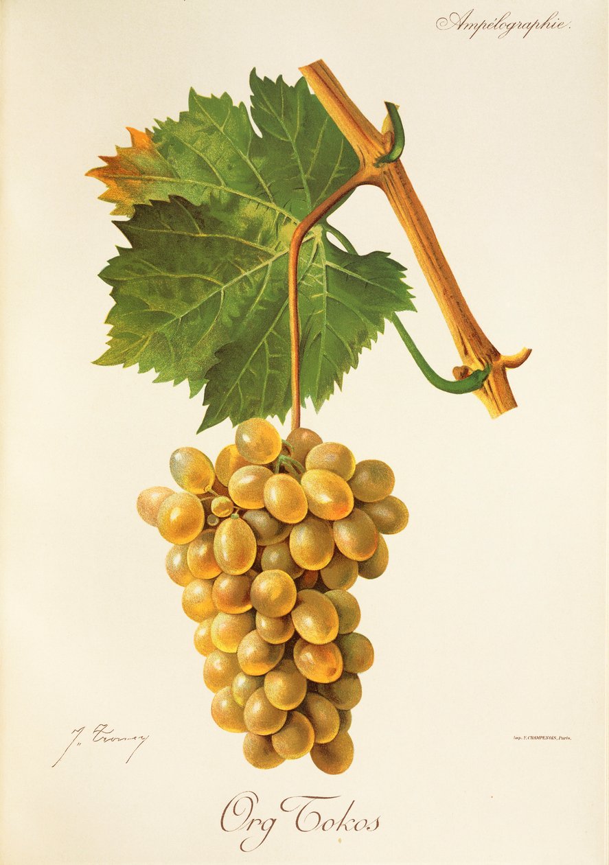 Uva Org Tokos de J. Troncy de Jules Troncy