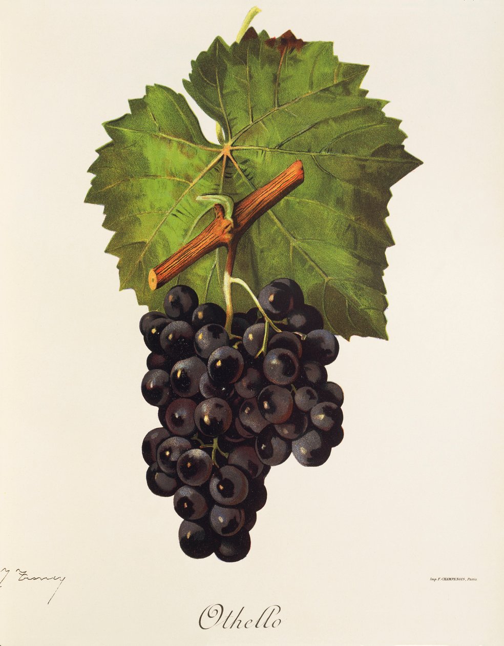 Uva Othello de J. Troncy de Jules Troncy