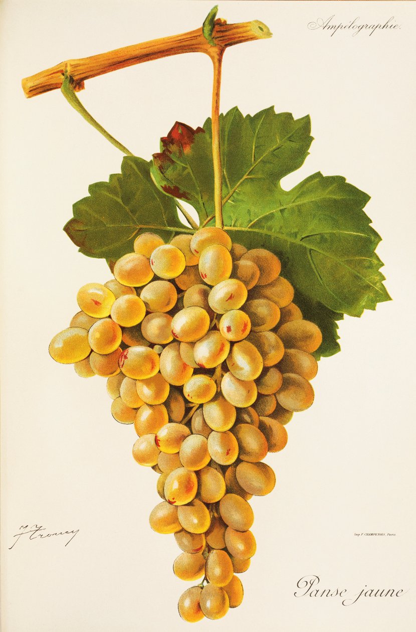 Uva Panse Jaune de J. Troncy de Jules Troncy