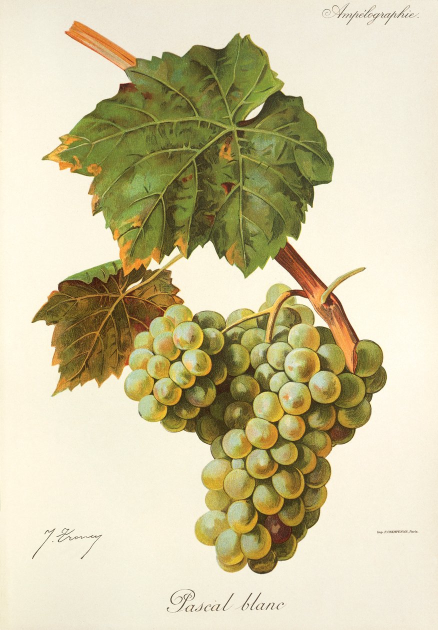 Uva Pascal Blanc de J. Troncy de Jules Troncy