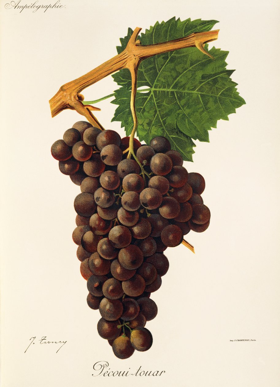 Uva Pecoui-touar por J. Troncy de Jules Troncy