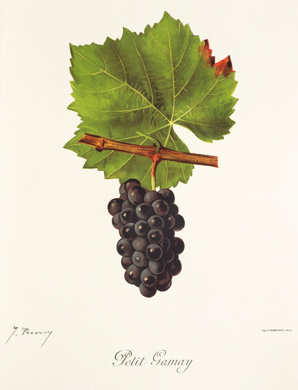 Uva Petit Gamay por J. Troncy de Jules Troncy