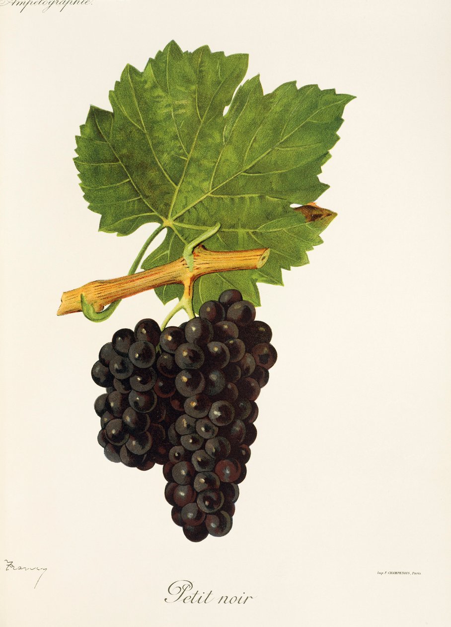 Uva Petit Noir por J. Troncy de Jules Troncy
