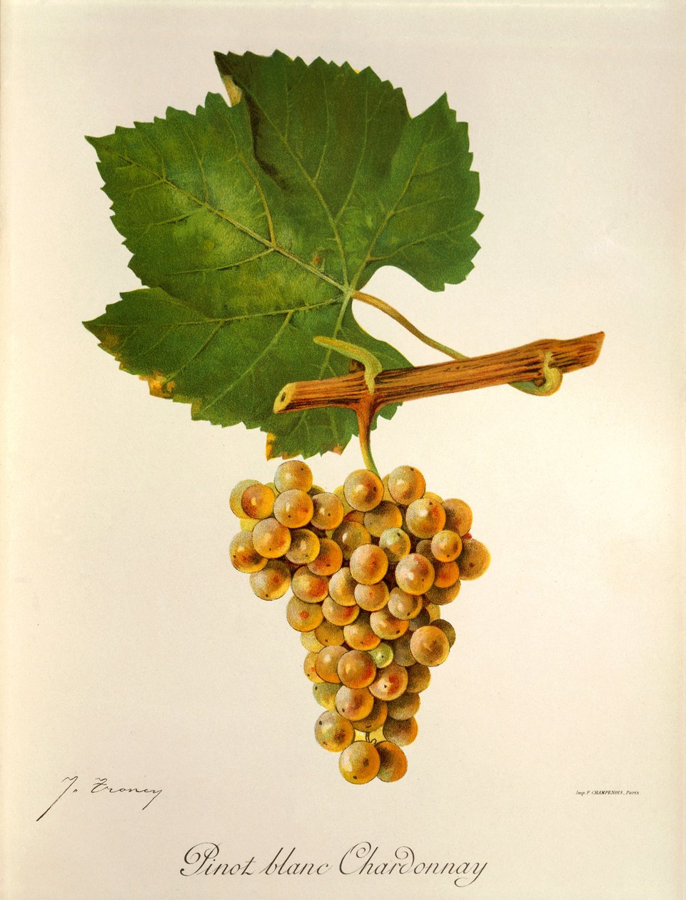 Pinot Blanc uva Chardonnay de J. Troncy de Jules Troncy