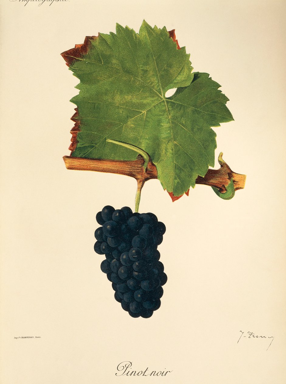Uva Pinot Noir por J. Troncy de Jules Troncy