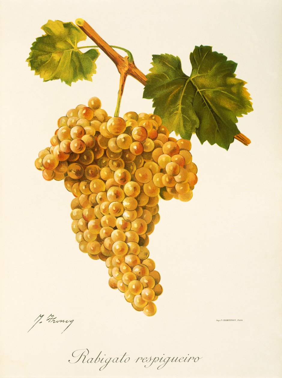 Uva Rabigato Respigueiro de J. Troncy de Jules Troncy