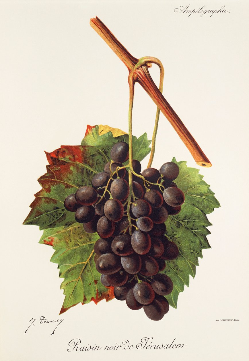 Uva Raisin Noir de Jerusalén por J. Troncy de Jules Troncy
