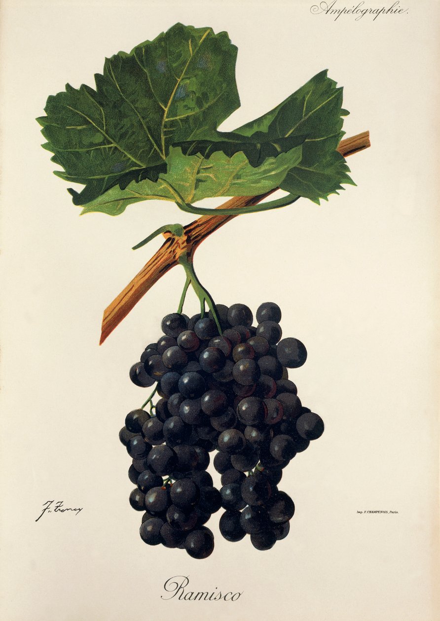 Uva Ramisco de J. Troncy de Jules Troncy