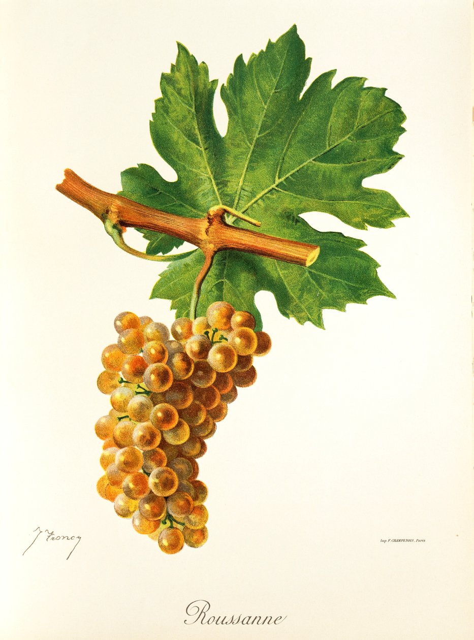 Uva Rousanne de J. Troncy de Jules Troncy