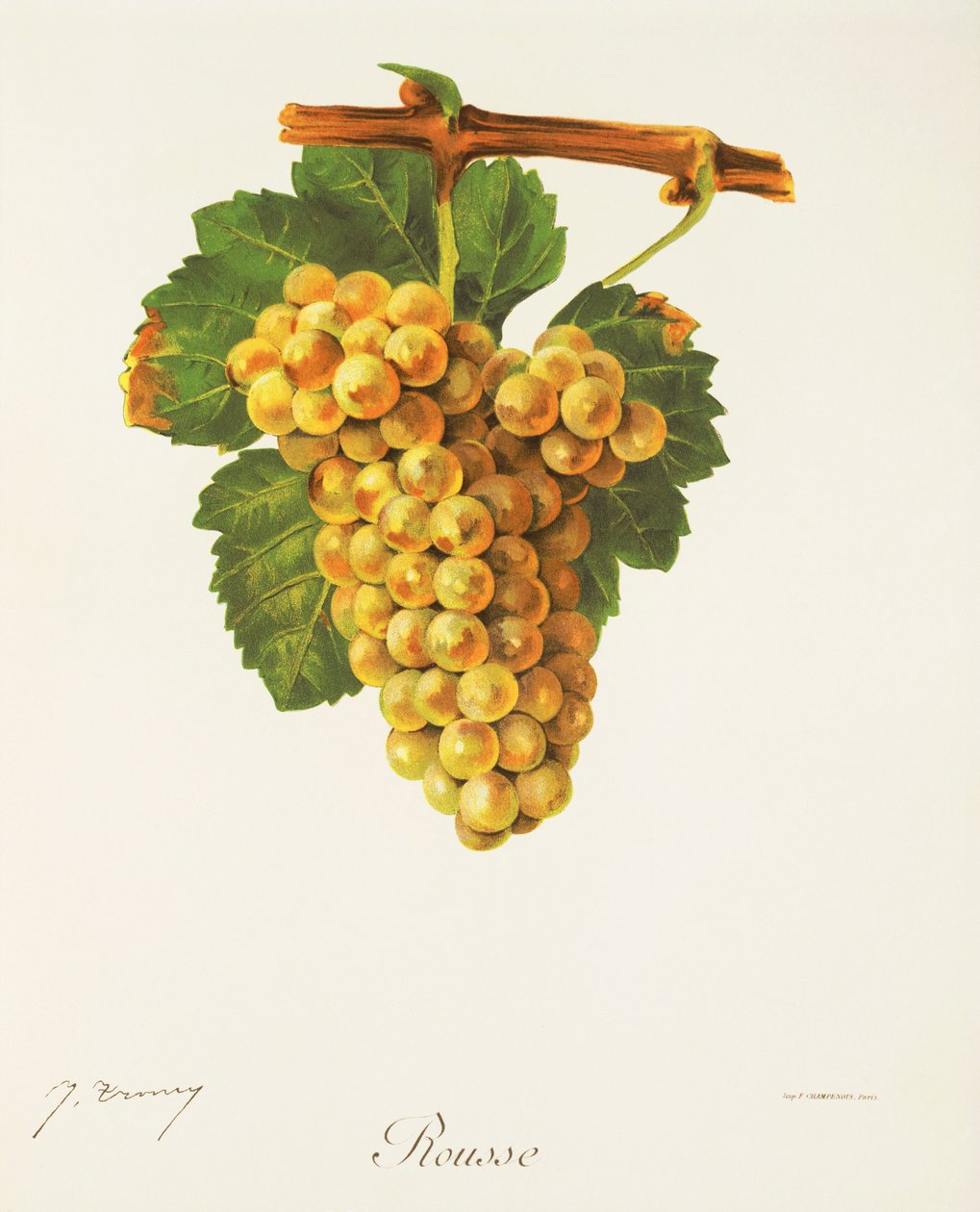 Uva Rousse de J. Troncy de Jules Troncy