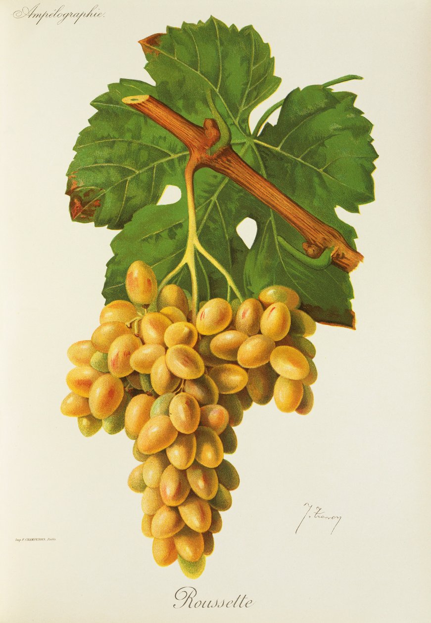 Uva Roussette de J. Troncy de Jules Troncy