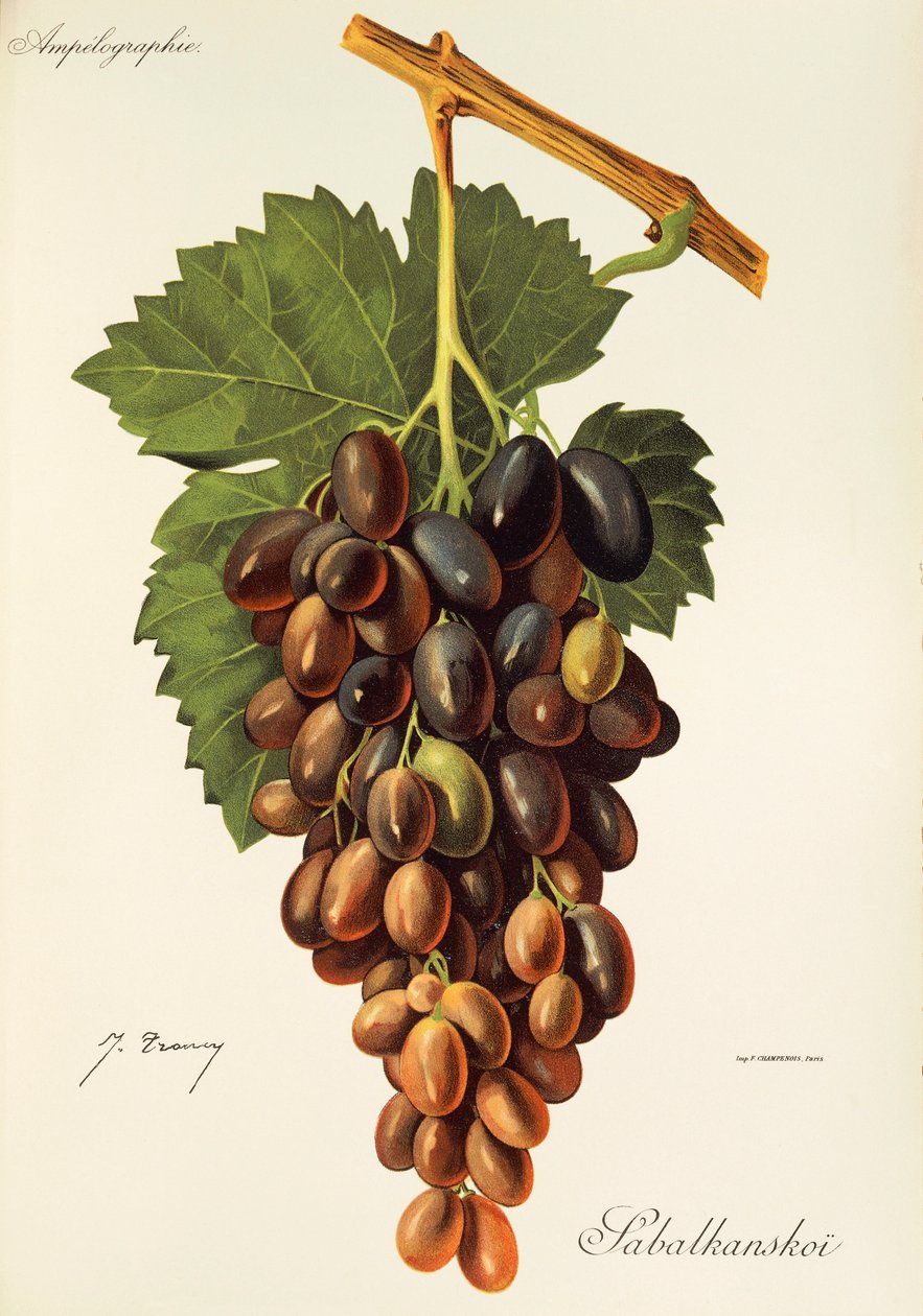 Uva Sabalkanskoi por J. Troncy de Jules Troncy