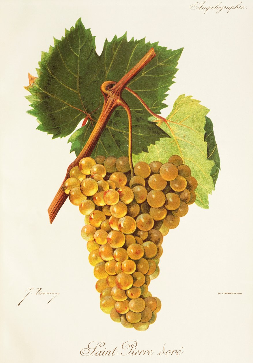 Uva "Saint-Pierre Dore" de J. Troncy de Jules Troncy