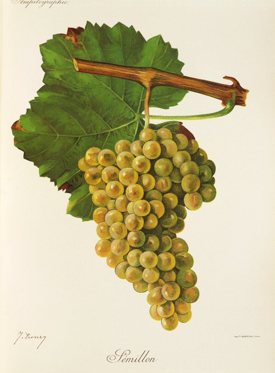 Uva Semillón de J. Troncy de Jules Troncy