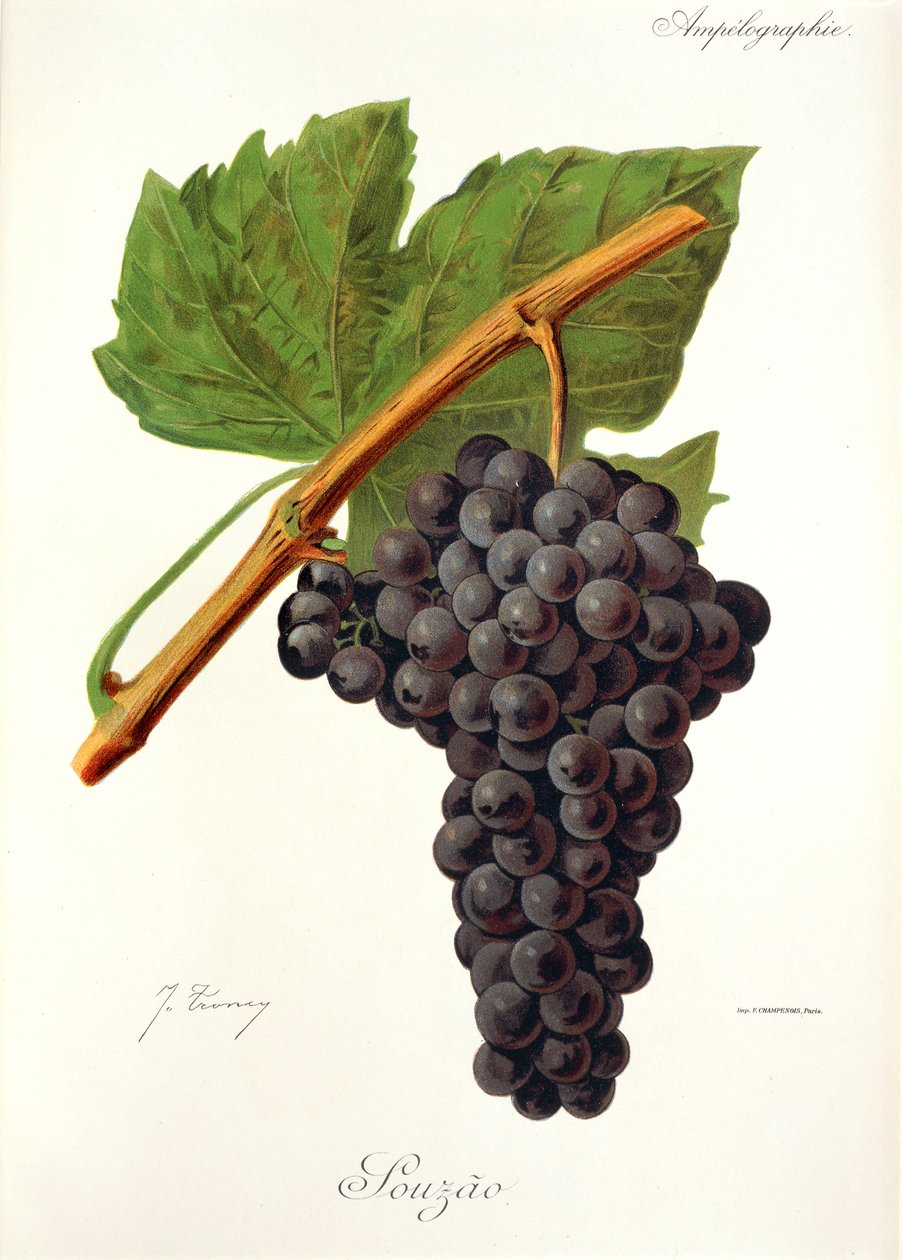 Uva Souzao de J. Troncy de Jules Troncy