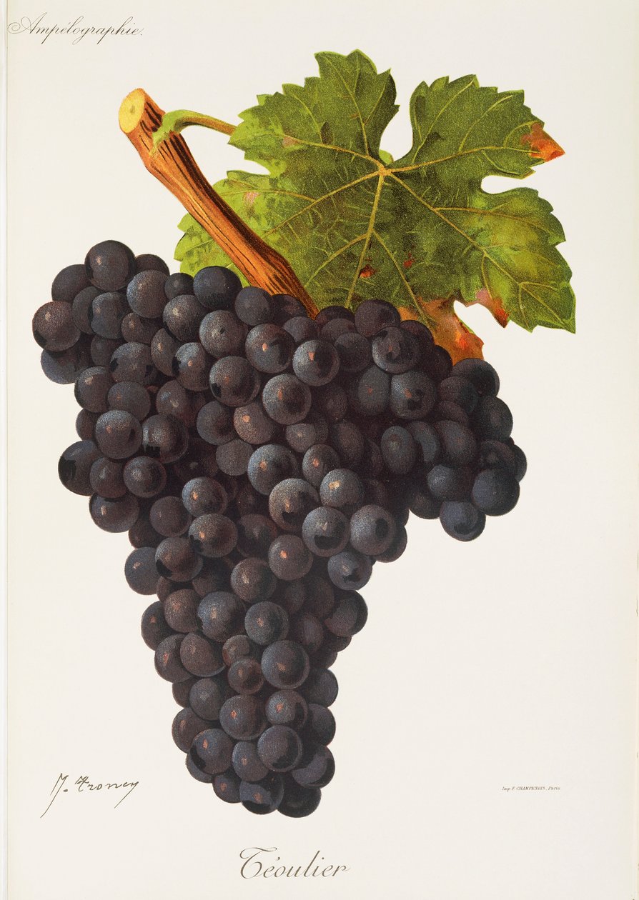 Uva Teoulier de J. Troncy de Jules Troncy