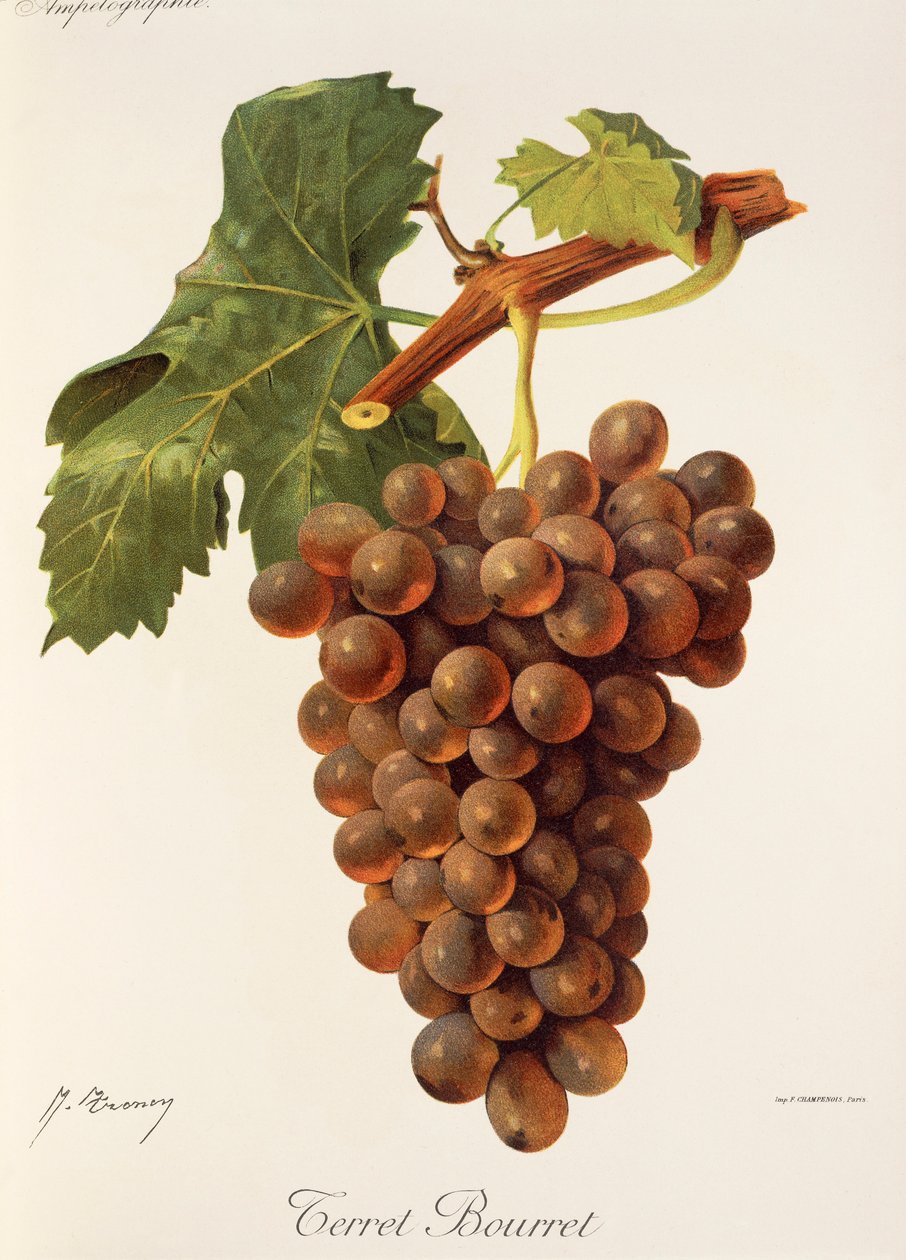 Uva Terret Bourret de J. Troncy de Jules Troncy