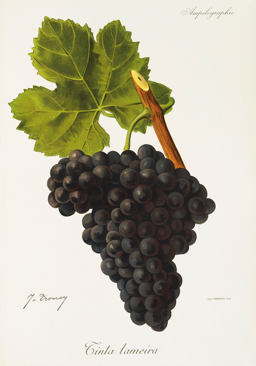 Uva Tinta Lameira de J. Troncy de Jules Troncy