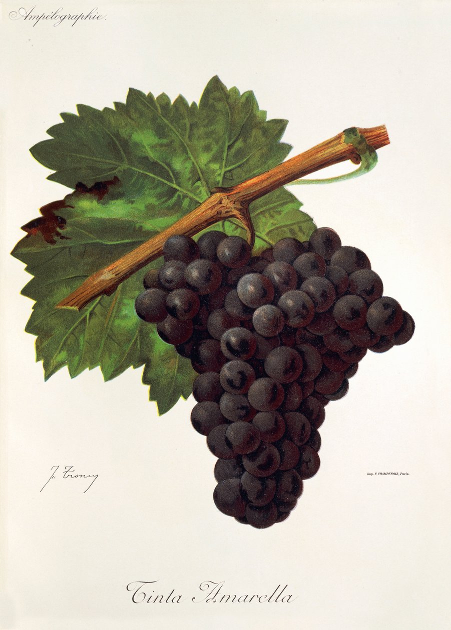 Uva Tinto Amarella de J. Troncy de Jules Troncy