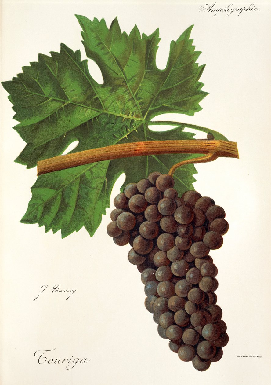 Uva Touriga por J. Troncy de Jules Troncy